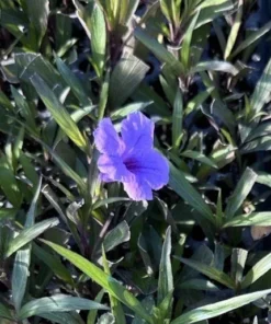 5 Purple Mexican Petunia Live Plants - Plugs Size, 5-7