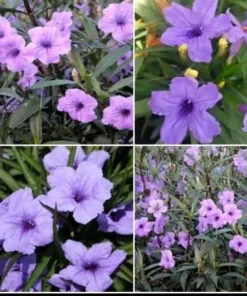 5 Purple Mexican Petunia Live Plants - Plugs Size, 5-7