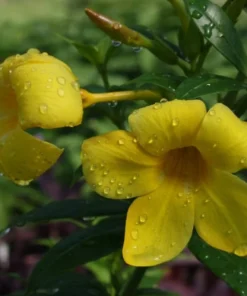 Allamanda Dwarf Yellow Live Plants - Pack of 2 - Allamanda Compacta - 4-6 Inches Tall Flower PLants - Bright Yellow Blooms