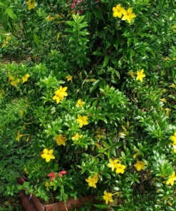 Allamanda Dwarf Yellow Live Plants - Pack of 2 - Allamanda Compacta - 4-6 Inches Tall Flower PLants - Bright Yellow Blooms