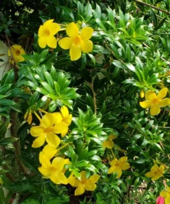 Allamanda Dwarf Yellow Live Plants - Pack of 2 - Allamanda Compacta - 4-6 Inches Tall Flower PLants - Bright Yellow Blooms