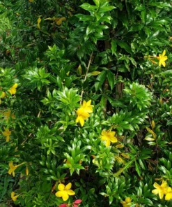 Allamanda Dwarf Yellow Live Plants - Pack of 2 - Allamanda Compacta - 4-6 Inches Tall Flower PLants - Bright Yellow Blooms