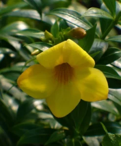 Allamanda Dwarf Yellow Live Plants - Pack of 2 - Allamanda Compacta - 4-6 Inches Tall Flower PLants - Bright Yellow Blooms