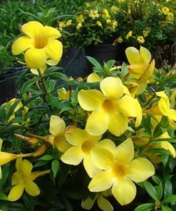 Allamanda Dwarf Yellow Live Plants - Pack of 2 - Allamanda Compacta - 4-6 Inches Tall Flower PLants - Bright Yellow Blooms