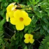 Allamanda Golden Trumpet - Pack of 2 Live Plants Yellow Flower Plants- 'Brown Bud' Hendersonii - 4-6 Inches Tall - Tropical Yellow Blooms
