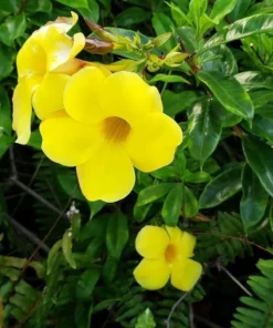 Allamanda Golden Trumpet - Pack of 2 Live Plants Yellow Flower Plants- 'Brown Bud' Hendersonii - 4-6 Inches Tall - Tropical Yellow Blooms