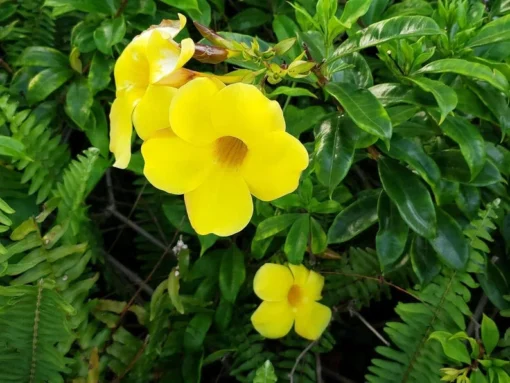 Allamanda Golden Trumpet - Pack of 2 Live Plants Yellow Flower Plants- 'Brown Bud' Hendersonii - 4-6 Inches Tall - Tropical Yellow Blooms