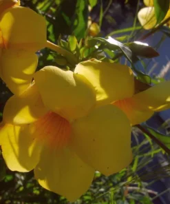 Allamanda Golden Trumpet - Pack of 2 Live Plants Yellow Flower Plants- 'Brown Bud' Hendersonii - 4-6 Inches Tall - Tropical Yellow Blooms