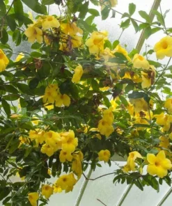 Allamanda Golden Trumpet - Pack of 2 Live Plants Yellow Flower Plants- 'Brown Bud' Hendersonii - 4-6 Inches Tall - Tropical Yellow Blooms