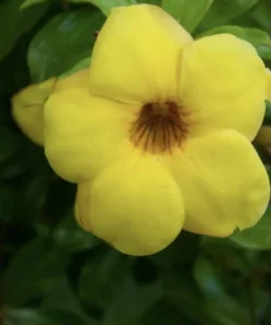 Allamanda Golden Trumpet - Pack of 2 Live Plants Yellow Flower Plants- 'Brown Bud' Hendersonii - 4-6 Inches Tall - Tropical Yellow Blooms