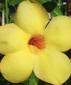Allamanda Golden Trumpet - Pack of 2 Live Plants Yellow Flower Plants- 'Brown Bud' Hendersonii - 4-6 Inches Tall - Tropical Yellow Blooms