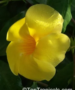 Allamanda Golden Trumpet - Pack of 2 Live Plants Yellow Flower Plants- 'Brown Bud' Hendersonii - 4-6 Inches Tall - Tropical Yellow Blooms