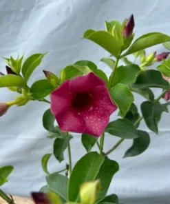 Allamanda Red Live Plants - Pack of 2 Brazilian Allamanda 'Lil Red ' Live Plants - 4-6 Inches Tall - Vibrant Red Blooms