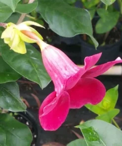 Allamanda Red Live Plants - Pack of 2 Brazilian Allamanda 'Lil Red ' Live Plants - 4-6 Inches Tall - Vibrant Red Blooms