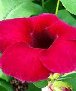 Allamanda Red Live Plants - Pack of 2 Brazilian Allamanda 'Lil Red ' Live Plants - 4-6 Inches Tall - Vibrant Red Blooms