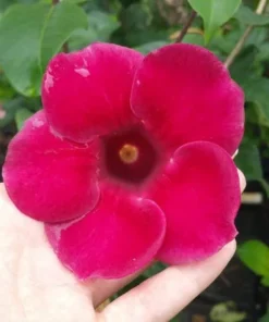 Allamanda Red Live Plants - Pack of 2 Brazilian Allamanda 'Lil Red ' Live Plants - 4-6 Inches Tall - Vibrant Red Blooms