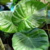 Alocasia Calidora Elephant Ear Plant - Tropical Houseplant 10-12 inch Height