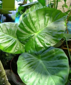 Alocasia Calidora Elephant Ear Plant - Tropical Houseplant 10-12 inch Height