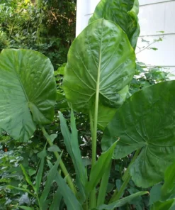 Alocasia Calidora Elephant Ear Plant - Tropical Houseplant 10-12 inch Height