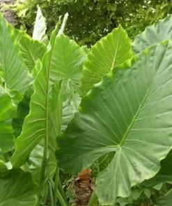 Alocasia Calidora Elephant Ear Plant - Tropical Houseplant 10-12 inch Height