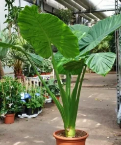 Alocasia Calidora Elephant Ear Plant - Tropical Houseplant 10-12 inch Height