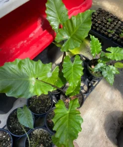 Alocasia Portora Elephant Ear Plant - 24 Inch Cold Hardy Tropical