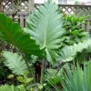 Alocasia Portora Elephant Ear Plant - Tropical Indoor/Outdoor - Green Foliage - 12 Inch