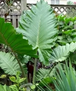 Alocasia Portora Elephant Ear Plant - Tropical Indoor/Outdoor - Green Foliage - 12 Inch