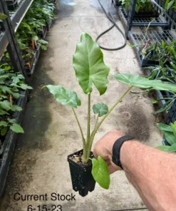 Alocasia Portora Elephant Ear Plant - Tropical Indoor/Outdoor - Green Foliage - 12 Inch