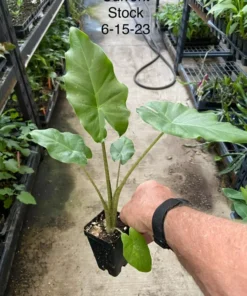 Alocasia Portora Elephant Ear Plant - Tropical Indoor/Outdoor - Green Foliage - 12 Inch