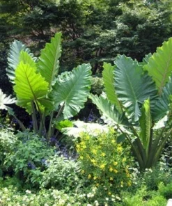 Alocasia Portora Elephant Ear Plant - Tropical Indoor/Outdoor - Green Foliage - 12 Inch