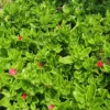 Aptenia Red Apple Live Plants - Pack of 2 - Baby Sun Rose 4-6 Inches Tall - Spreading Succulent with Red Blooms, Drought Tolerant