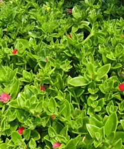 Aptenia Red Apple Live Plants - Pack of 2 - Baby Sun Rose 4-6 Inches Tall - Spreading Succulent with Red Blooms, Drought Tolerant