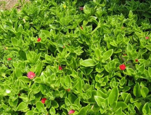Aptenia Red Apple Live Plants - Pack of 2 - Baby Sun Rose 4-6 Inches Tall - Spreading Succulent with Red Blooms, Drought Tolerant