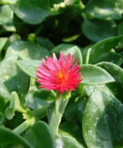 Aptenia Red Apple Live Plants - Pack of 2 - Baby Sun Rose 4-6 Inches Tall - Spreading Succulent with Red Blooms, Drought Tolerant