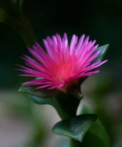 Aptenia Red Apple Live Plants - Pack of 2 - Baby Sun Rose 4-6 Inches Tall - Spreading Succulent with Red Blooms, Drought Tolerant