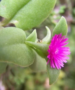 Aptenia Red Apple Live Plants - Pack of 2 - Baby Sun Rose 4-6 Inches Tall - Spreading Succulent with Red Blooms, Drought Tolerant