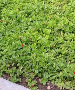 Aptenia Red Apple Live Plants - Pack of 2 - Baby Sun Rose 4-6 Inches Tall - Spreading Succulent with Red Blooms, Drought Tolerant