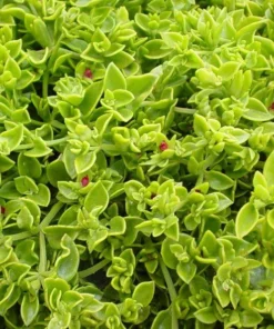 Aptenia Red Apple Live Plants - Pack of 2 - Baby Sun Rose 4-6 Inches Tall - Spreading Succulent with Red Blooms, Drought Tolerant