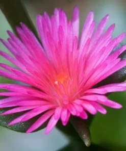 Aptenia Red Apple Live Plants - Pack of 2 - Baby Sun Rose 4-6 Inches Tall - Spreading Succulent with Red Blooms, Drought Tolerant