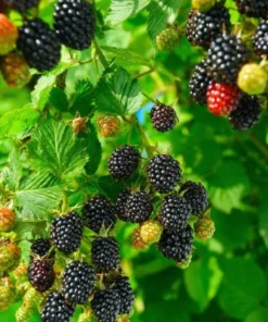 Arapaho Thornless Blackberry Plant - RARE Blackberry Starter Plant - Live Black Berry Plant 4-6 inch Plants