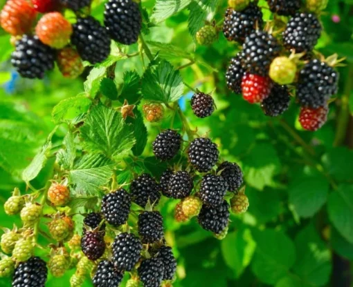 Arapaho Thornless Blackberry Plant - RARE Blackberry Starter Plant - Live Black Berry Plant 4-6 inch Plants