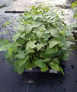 Arapaho Thornless Blackberry Plant - RARE Blackberry Starter Plant - Live Black Berry Plant 4-6 inch Plants