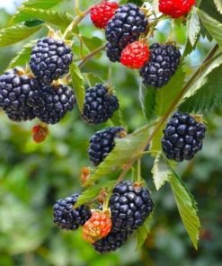 Arapaho Thornless Blackberry Plant - RARE Blackberry Starter Plant - Live Black Berry Plant 4-6 inch Plants