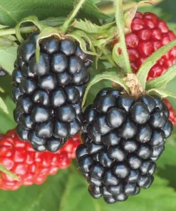 Arapaho Thornless Blackberry Plant - RARE Blackberry Starter Plant - Live Black Berry Plant 4-6 inch Plants