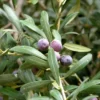 Arbequina Olive Tree - Live Plant - Olea europaea