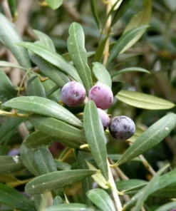 Arbequina Olive Tree - Live Plant - Olea europaea