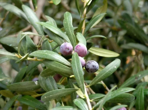 Arbequina Olive Tree - Live Plant - Olea europaea