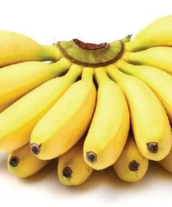 Banana Tree - 4-6 inch Live Mysore Banana Plant - Edible Musa Mysore Banana Tree Plant - Starter Banana Live Plant