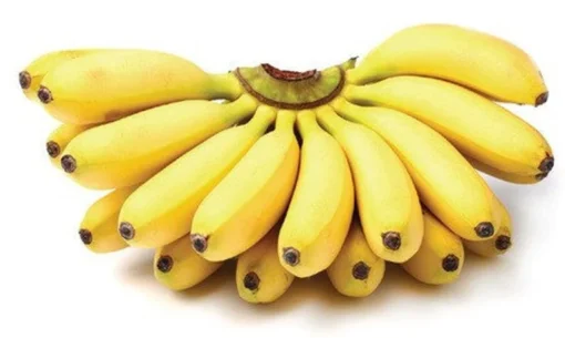 Banana Tree - 4-6 inch Live Mysore Banana Plant - Edible Musa Mysore Banana Tree Plant - Starter Banana Live Plant